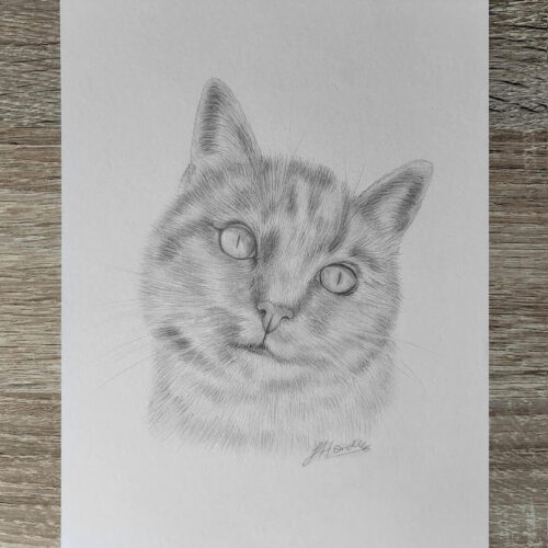 A5 pet portrait of short hair cat