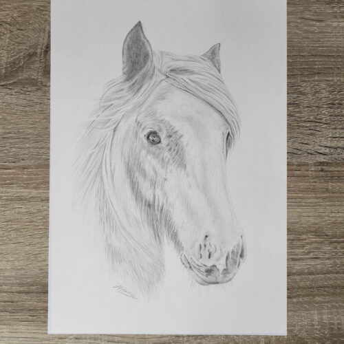 A4 Horse Portrait